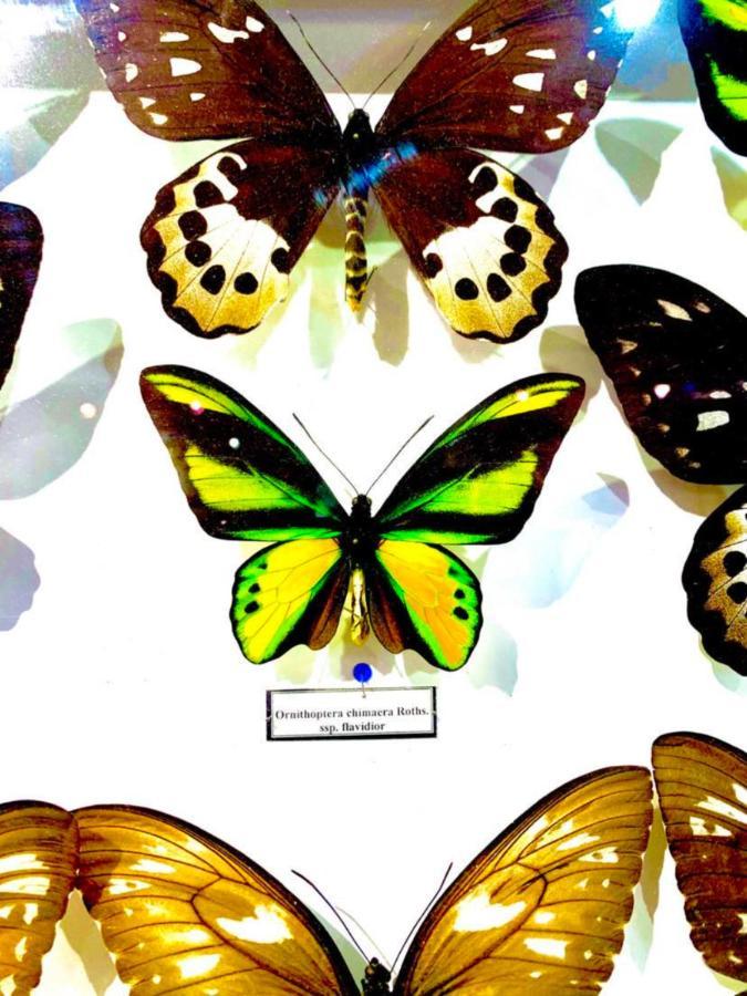 Butterfly Apartament *