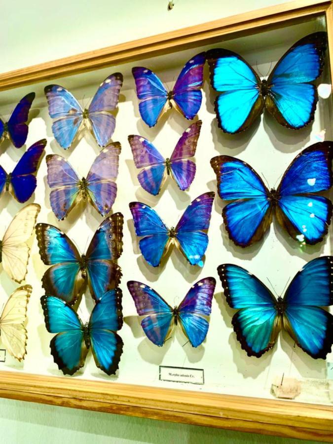 Apartman Butterfly