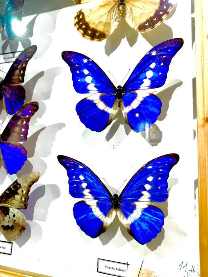 Butterfly Apartament Budapeszt